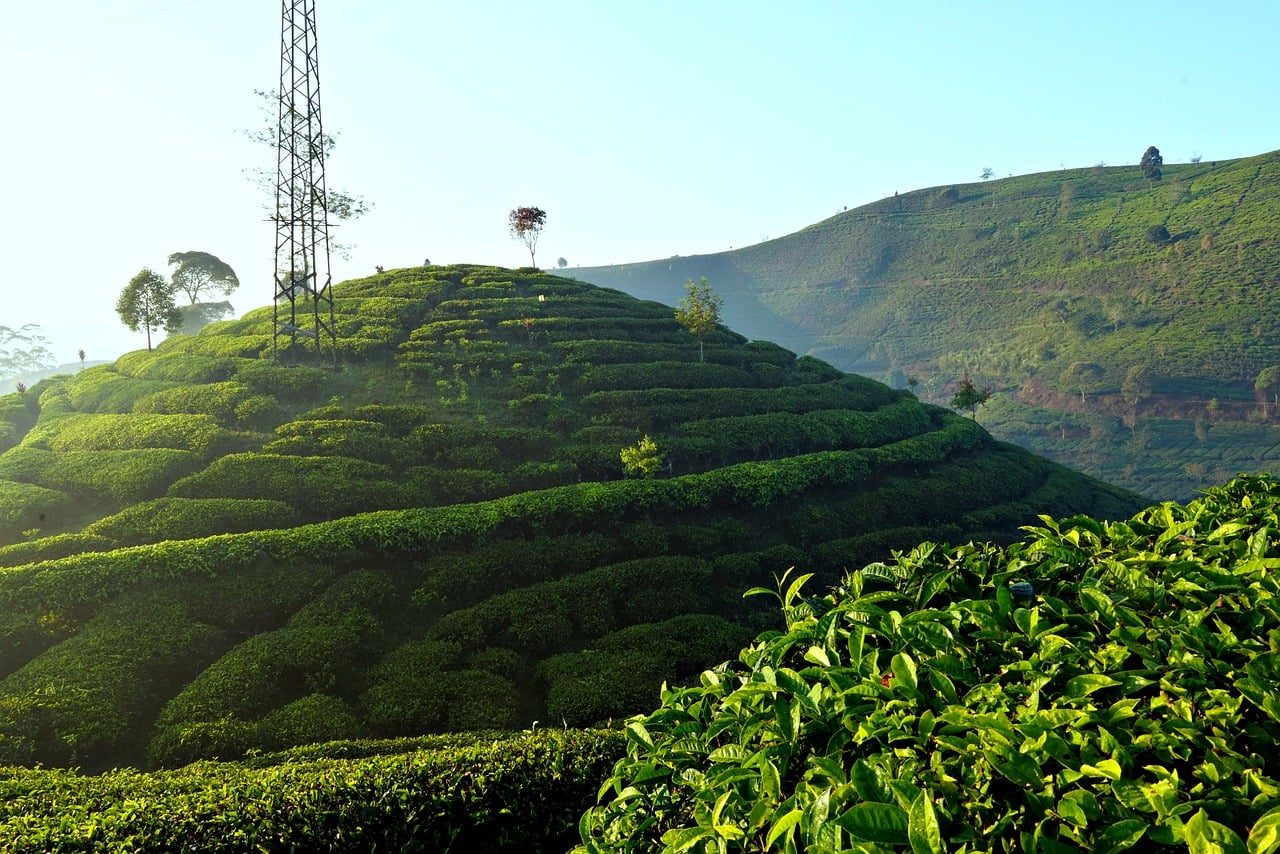 茶山远眺 · Tea Hills Panorama