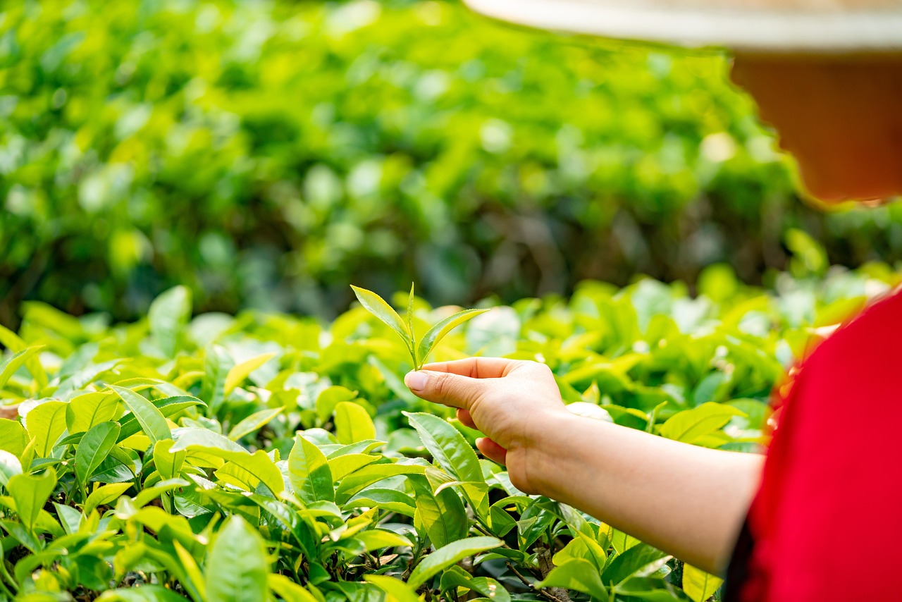 采茶时节 · Tea Picking Season